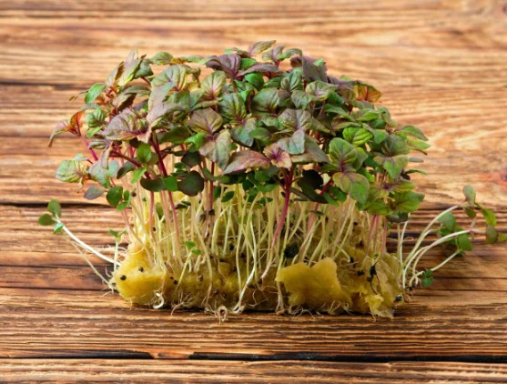 Микрозелень периллы (shiso) красной XXL фото 2